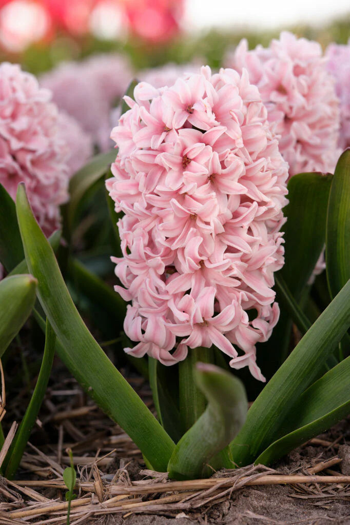 Apricot Passion Baby Pink Bulb