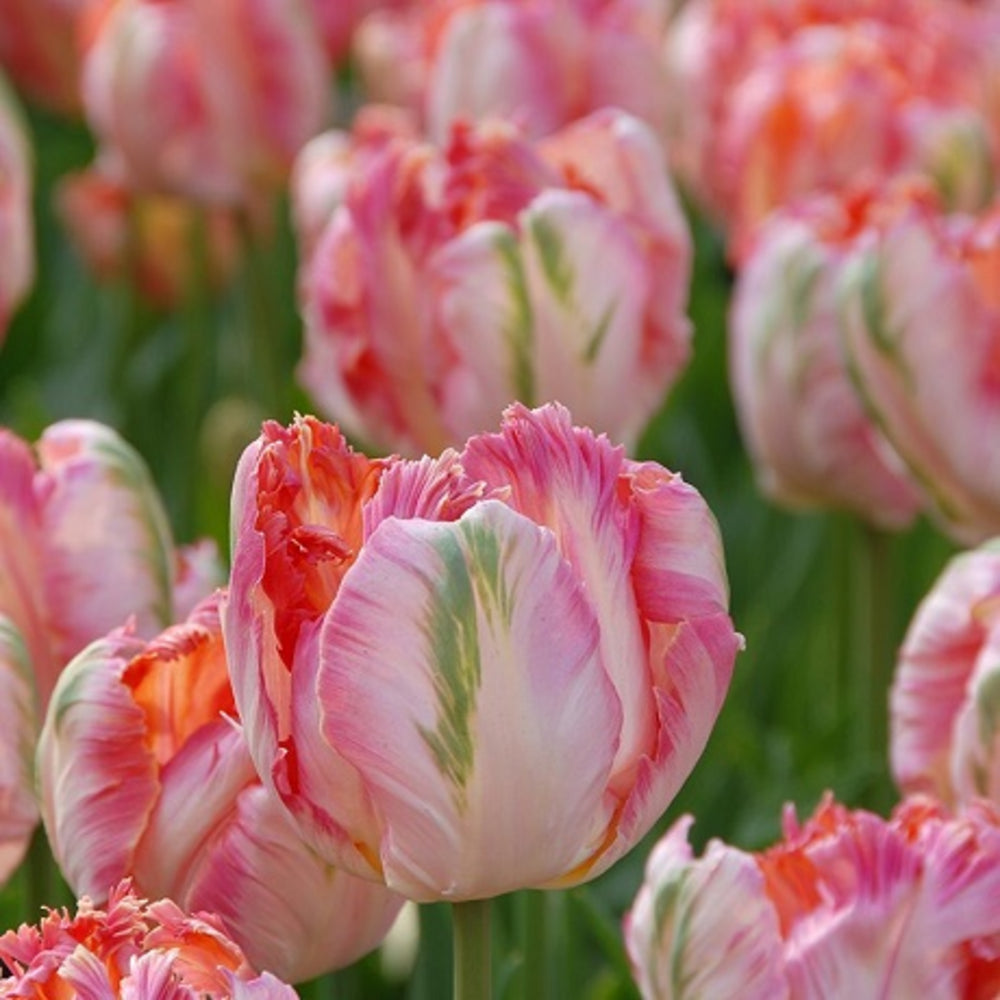 Apricot Parrot Tulip Seeds