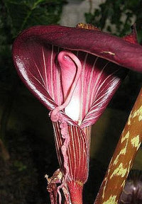 Arisaema Speciosum Cobra Lily Bulbs