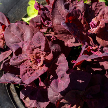 Orach- Red Flash