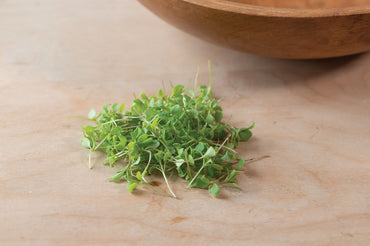 Arugula, Wasabi – Microgreen Seed