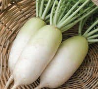 Alpine – Radish Seed