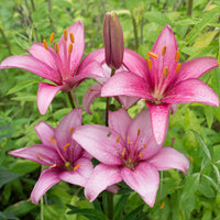 Asiatic Lily Pink Bulb