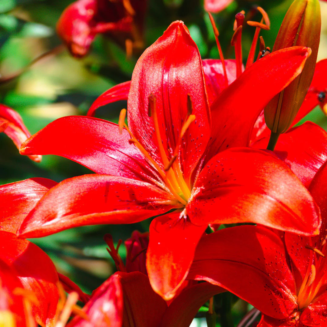 Asiatic Lily Red Bulb