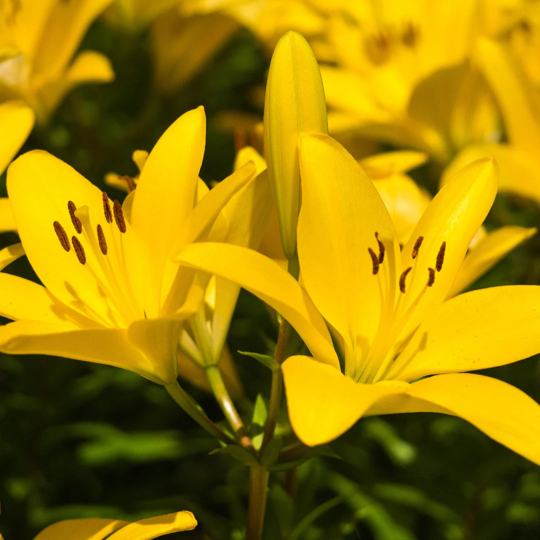 Asiatic Lily Yellow Bulbs