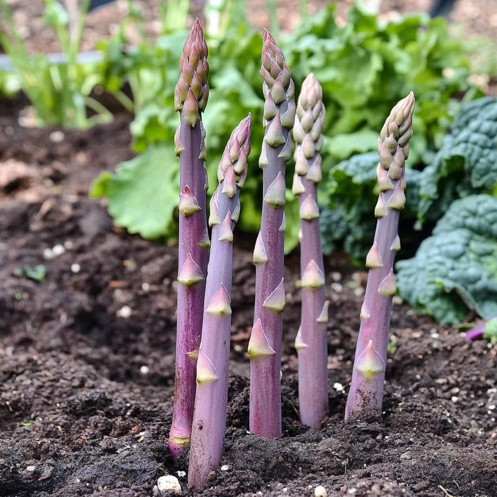 Asparagus- Purple (Crown)