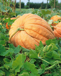 Pumpkin- Dill's Atlantic Giant