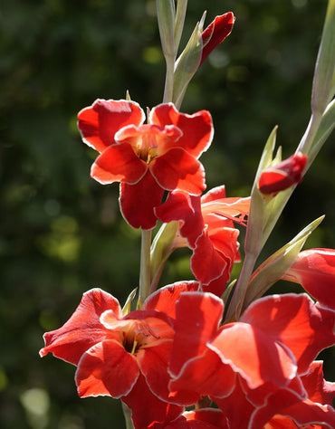 Atom Hardy Gladiolus