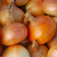 Onion- Australian Brown