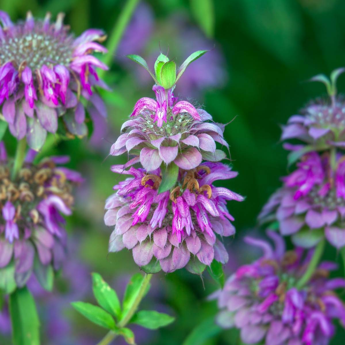 Bergamot- Lemon Mint