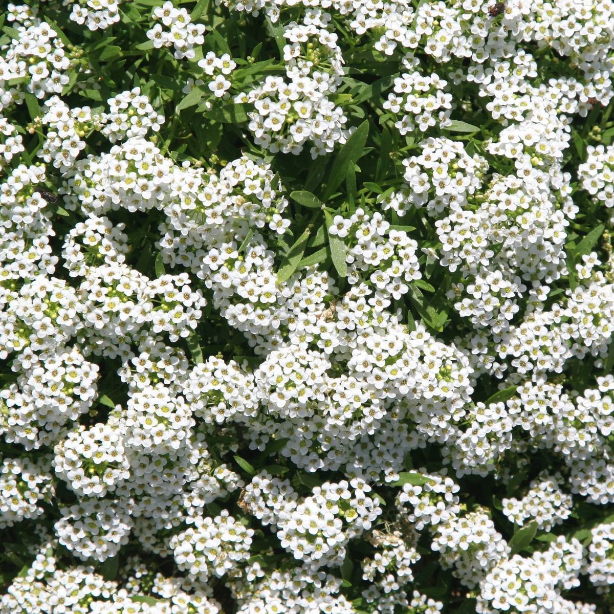 Alyssum- Carpet of Snow