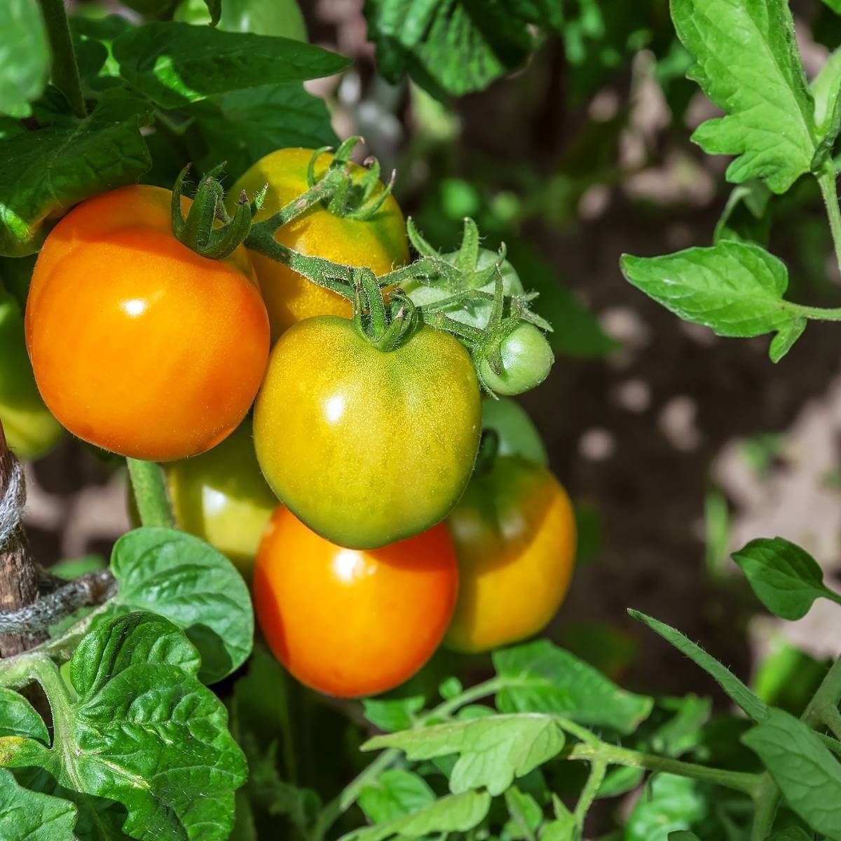 Tomato- Jubilee Yellow