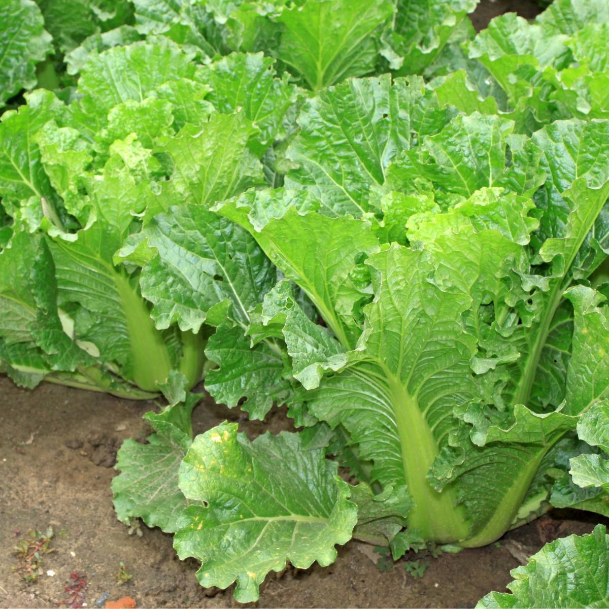 Cabbage, Chinese- Michihili