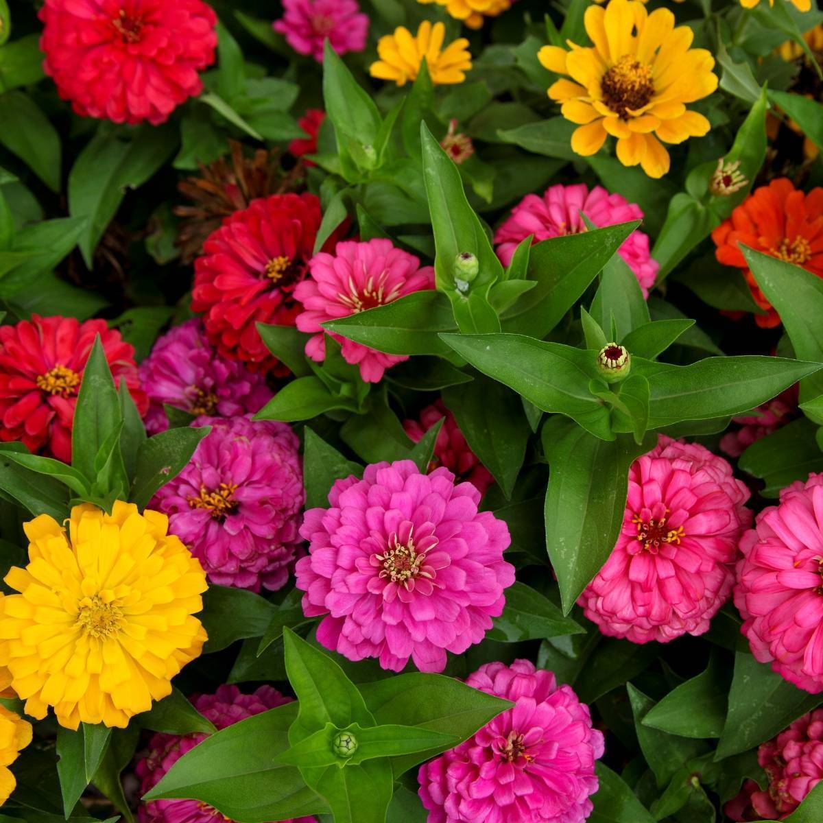 Zinnia- Lilliput Mix