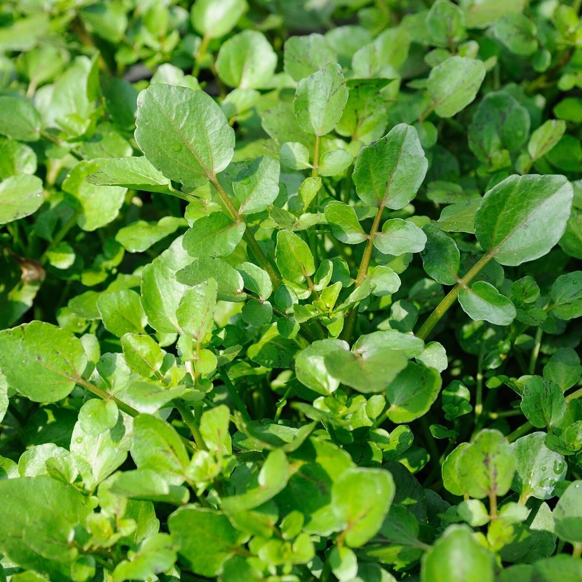 Water Cress