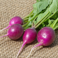 Radish- Purple Plum