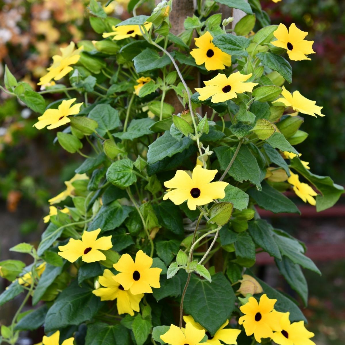 Thunbergia- Black-eyed Susan Mix