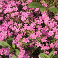 Aubretia Pink