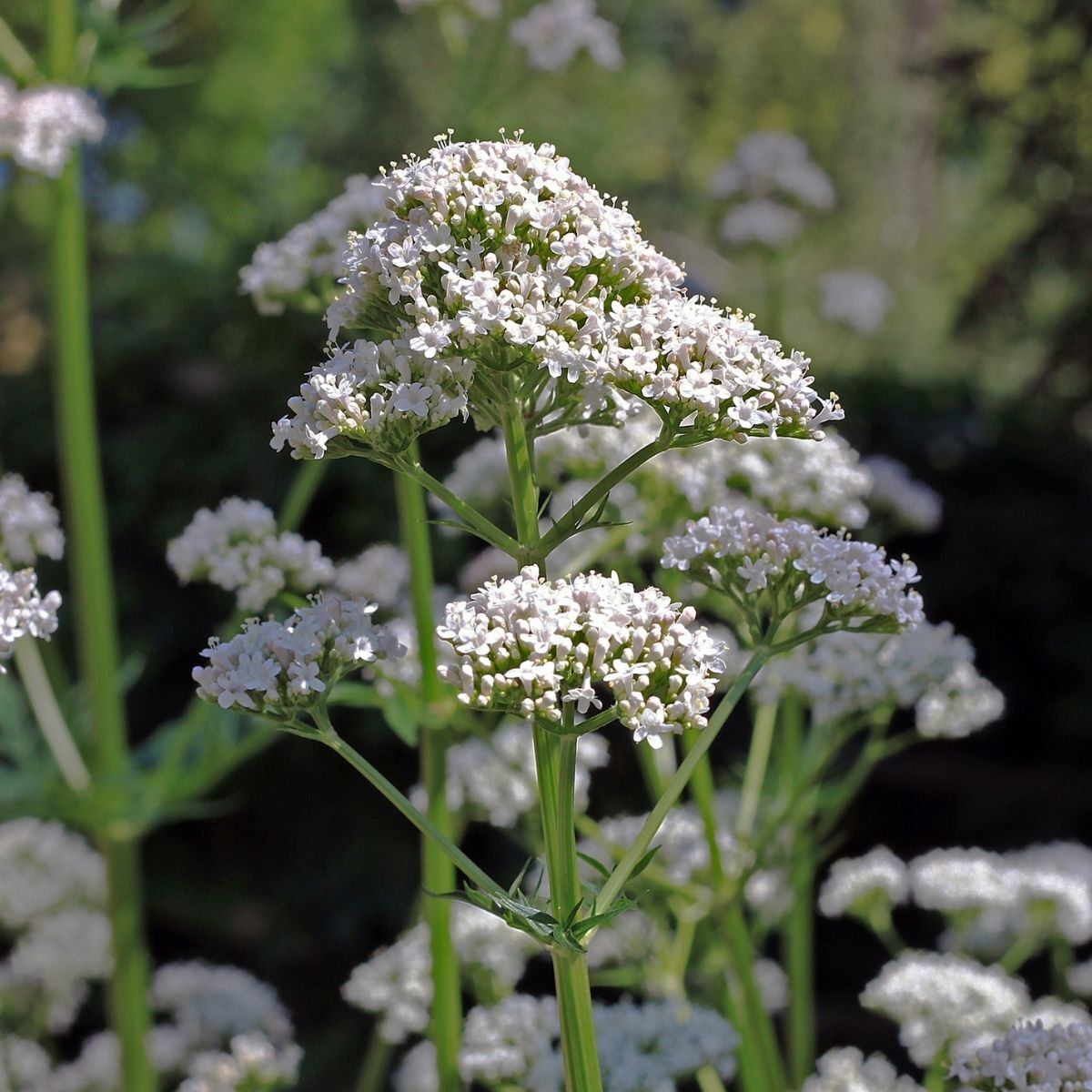 White Valerian