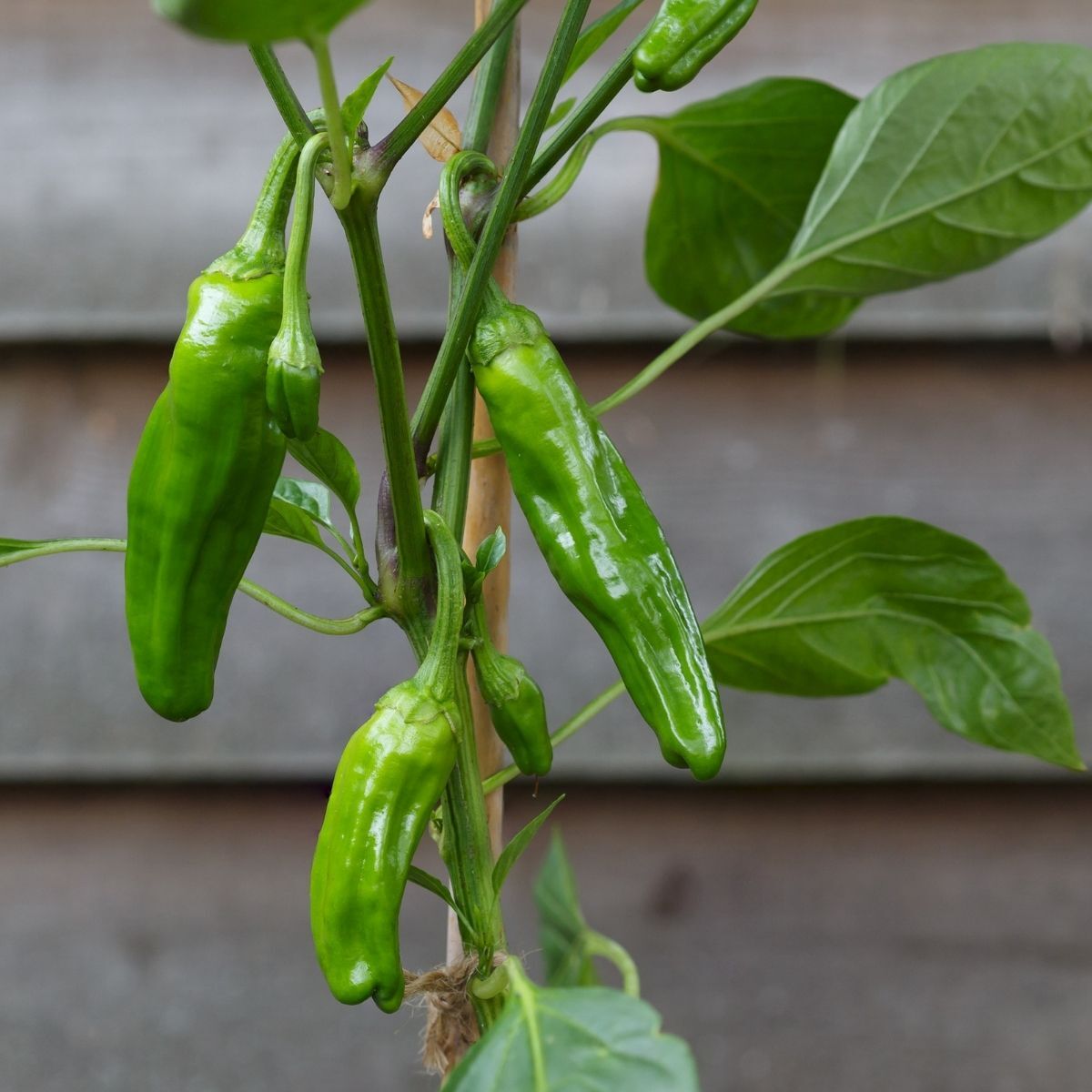 Chilli- Padron