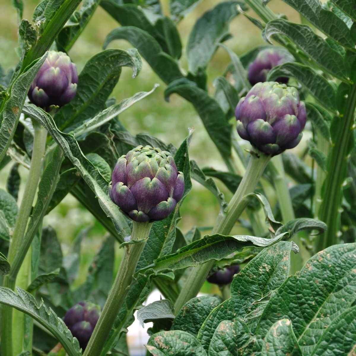 Artichoke- Colorado Red Star