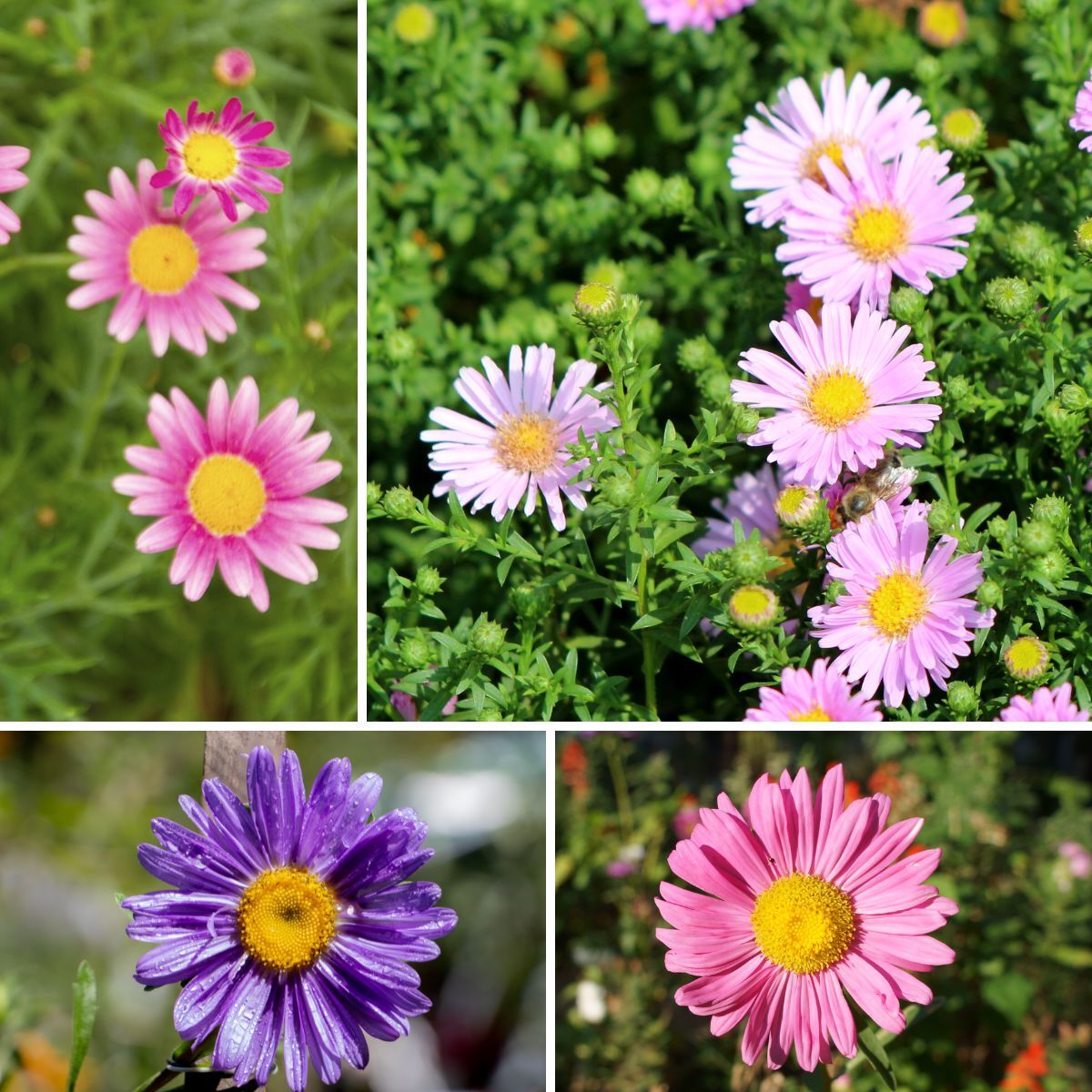 Aster- Tall China Mix