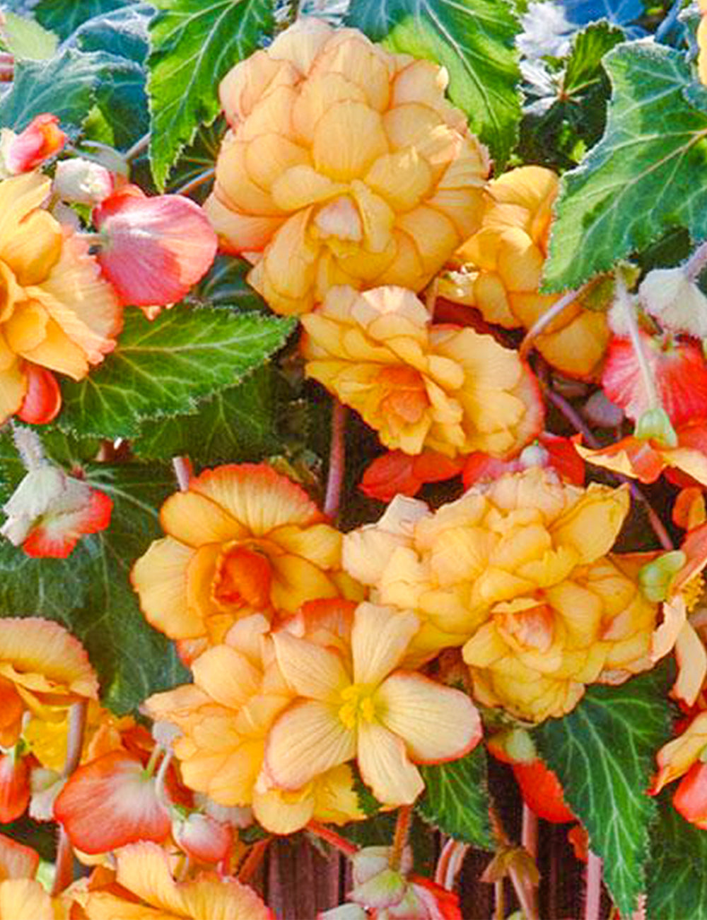 Yellow-Red Picotee Begonia