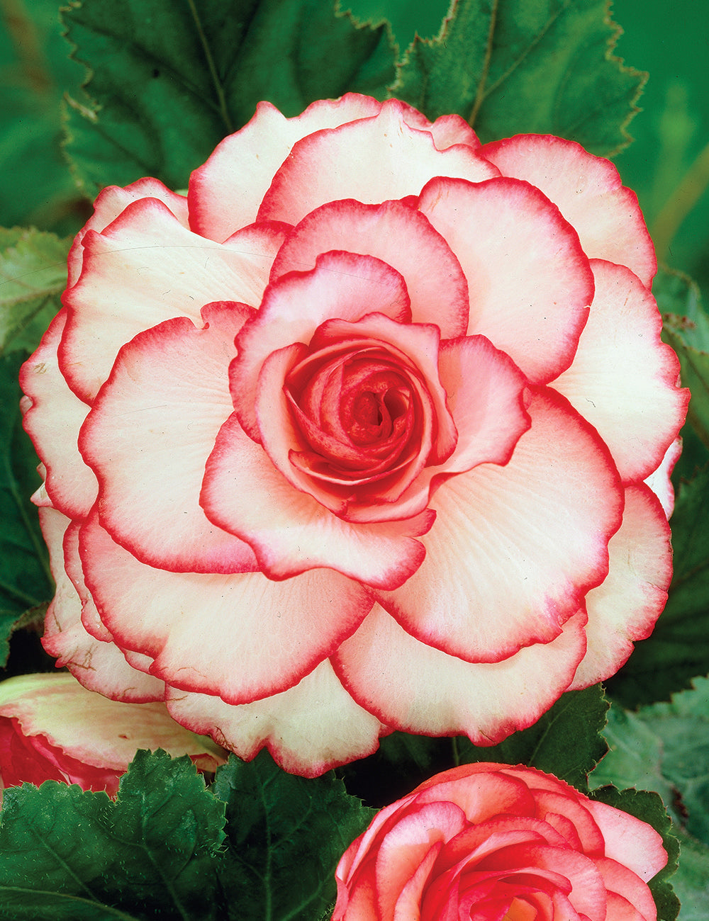 White-Red Picotee Begonia