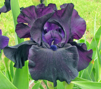 Black Suited Bearded Iris