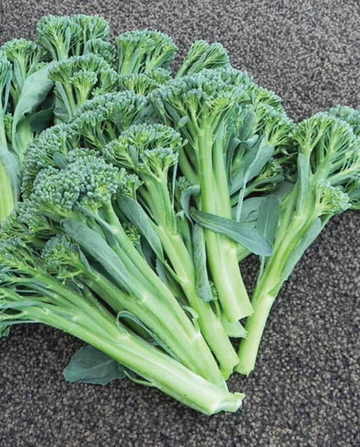 Atlantis – Sprouting Broccoli Seeds