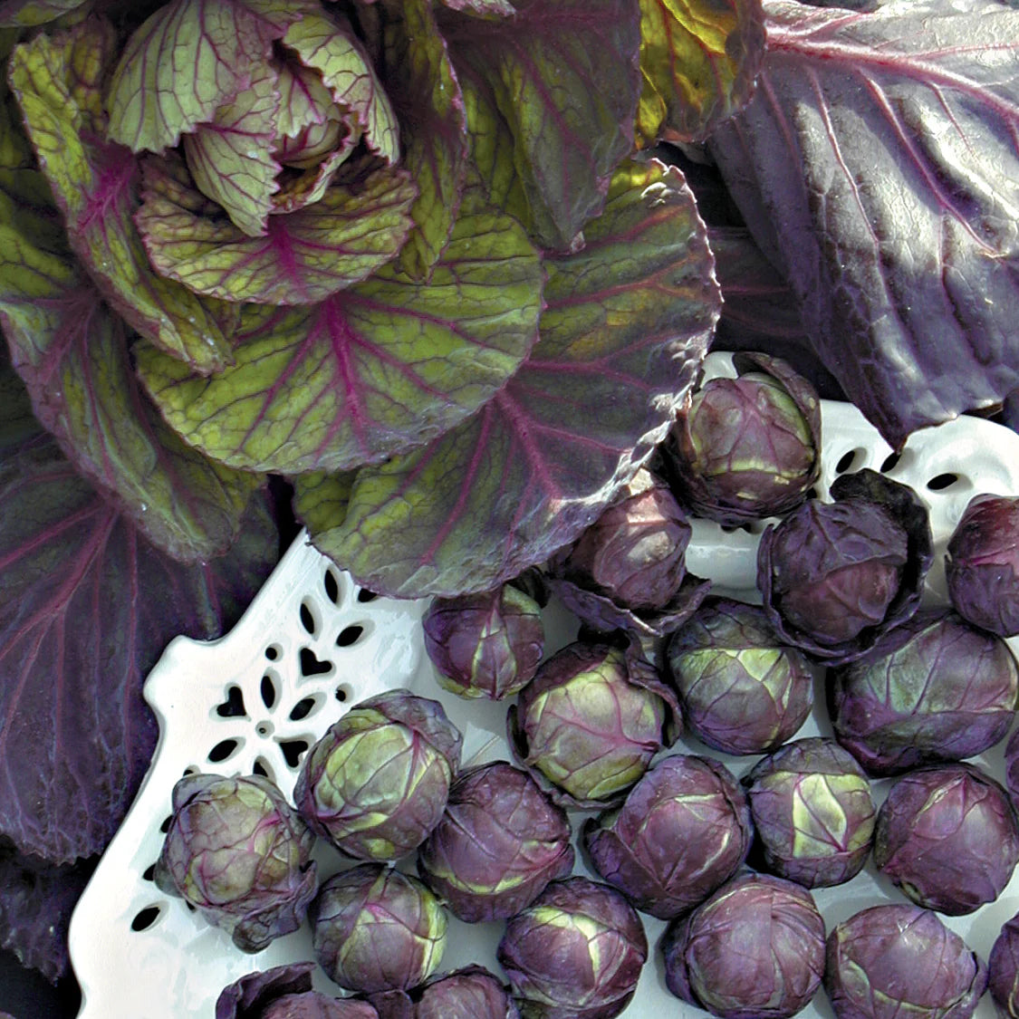 Brussels Sprouts- Red