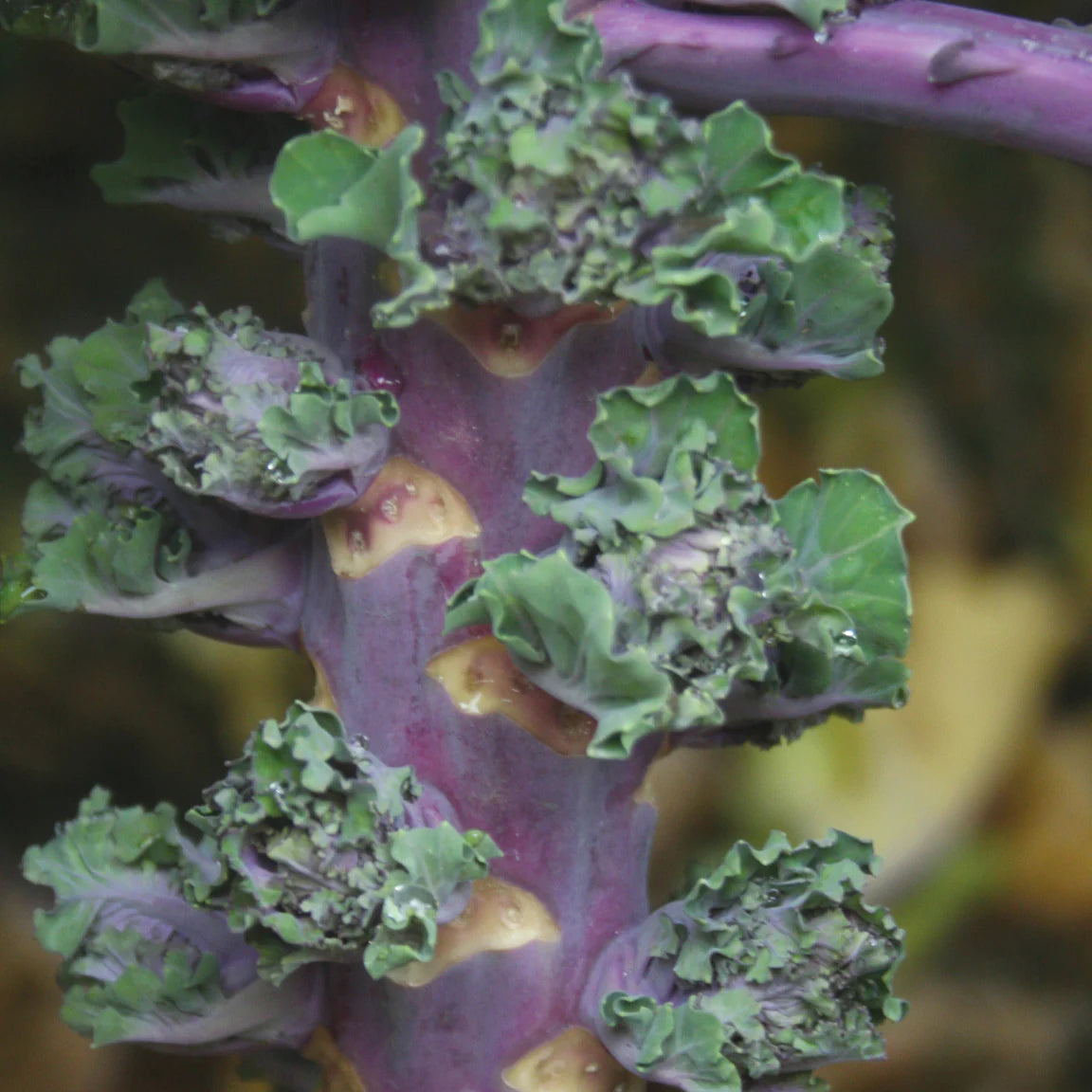 Autumn Star – Kalettes? Seed