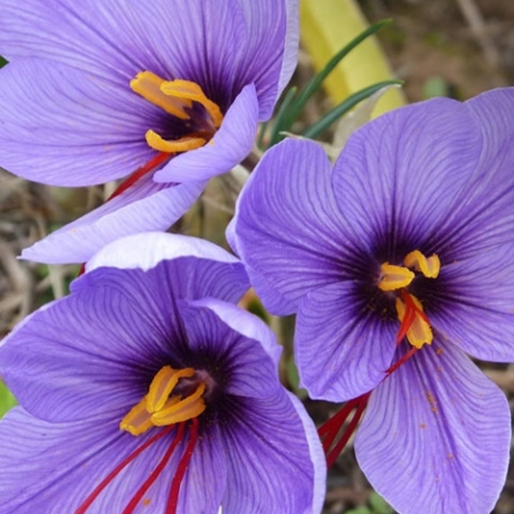 Saffron Bulbs