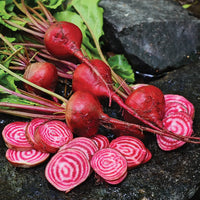 Beetroot- Chioggia