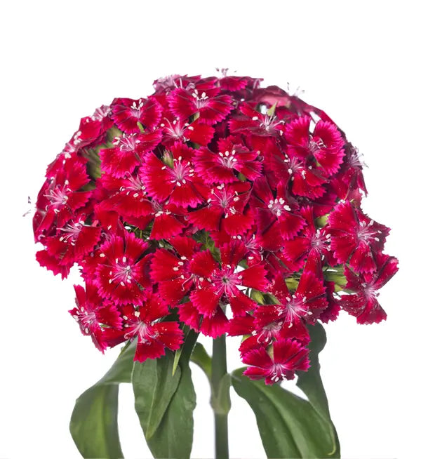 Barcelona Red – Dianthus Seed