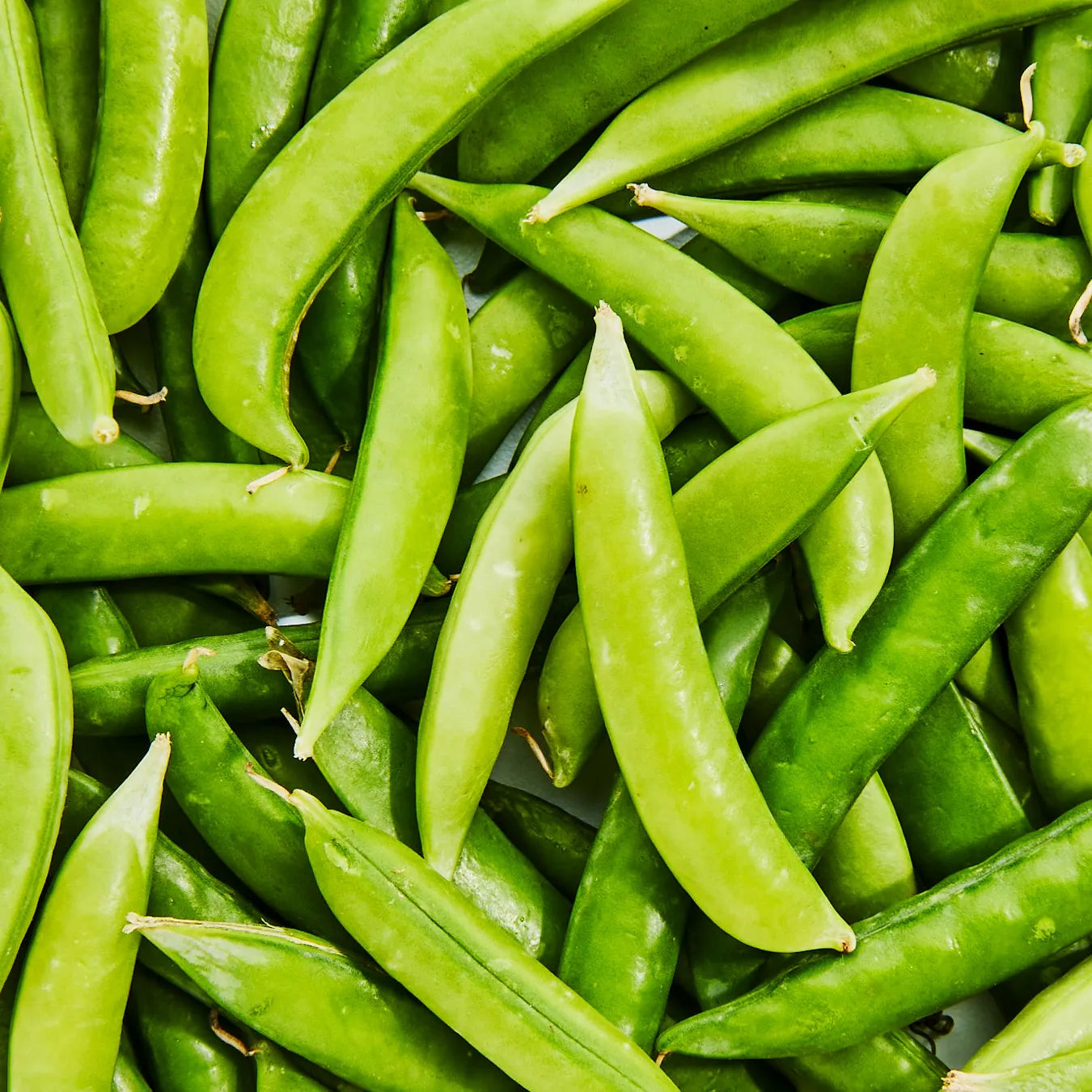 Sugarsnap Pea- Sugar Bon