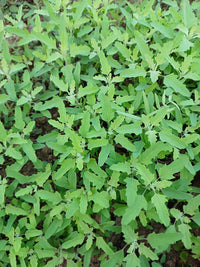 Bathuya, Bathua Vegetable Seeds