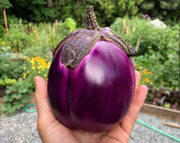 Beatrice – Eggplant Seed