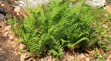 Lady Hardy Fern