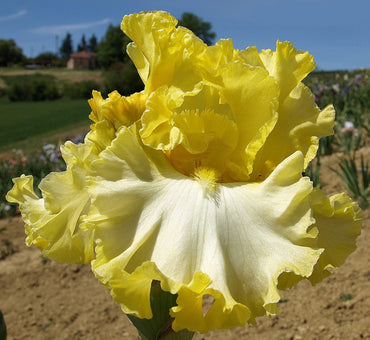 Beauty Becomes Her Bearded Iris Seeds