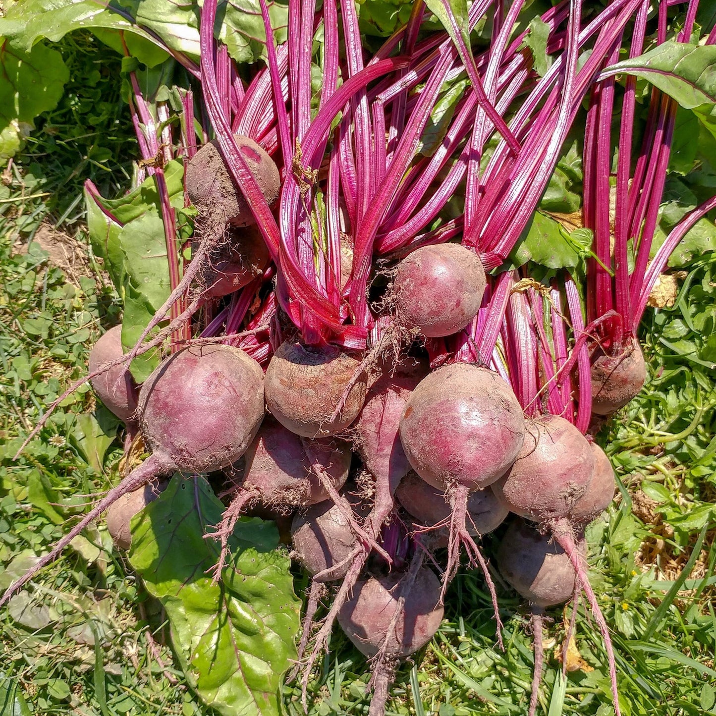 Beetroot- Egyptian Turnip Rooted