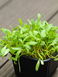 Beet, Yellow – Microgreen Seed