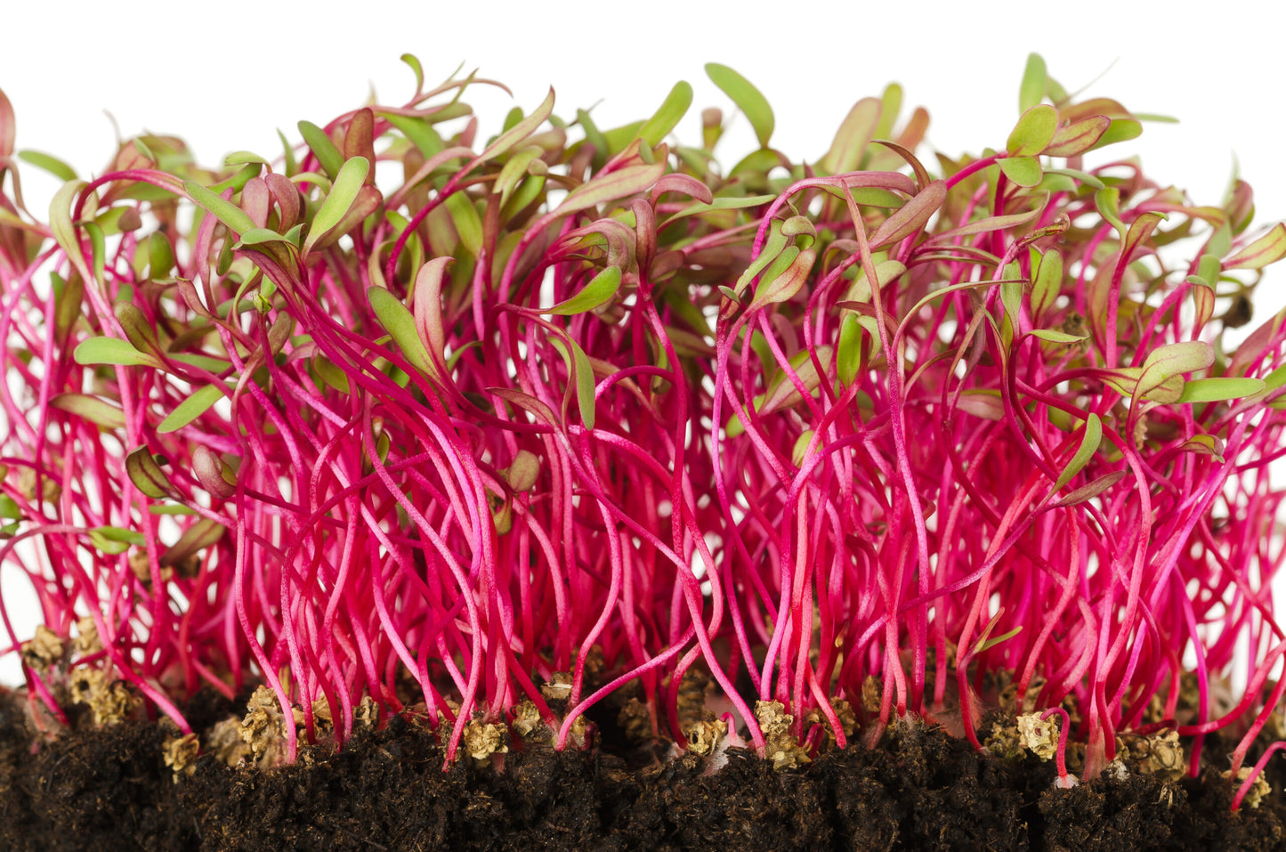 Beet, Bull’s Blood – Microgreen Seed