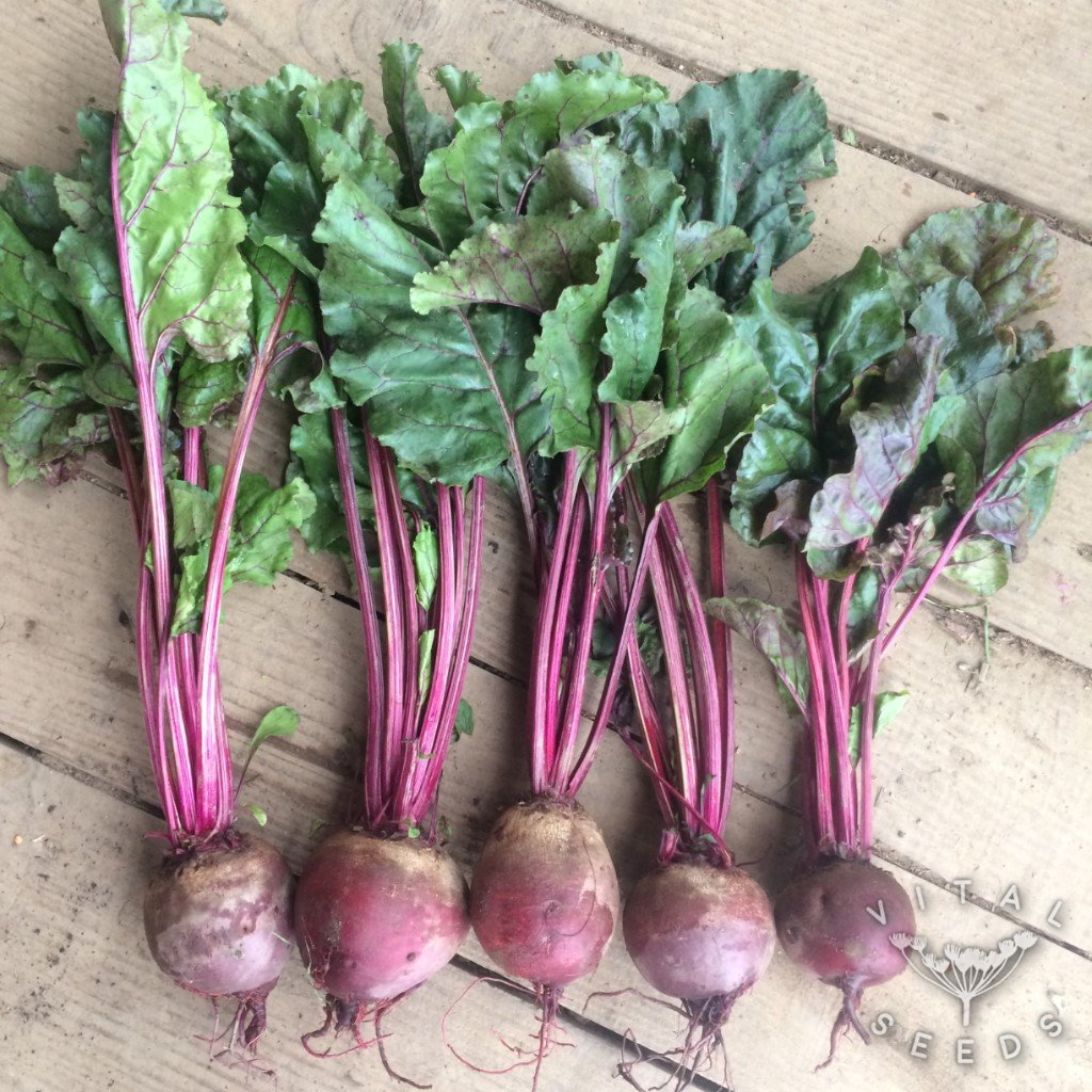 Beetroot- Egyptian Turnip Rooted