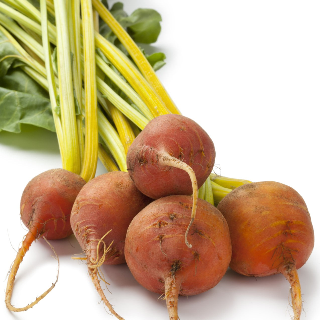 Beetroot- Golden Globe