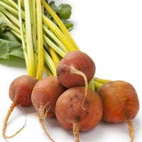 Beetroot- Golden Globe