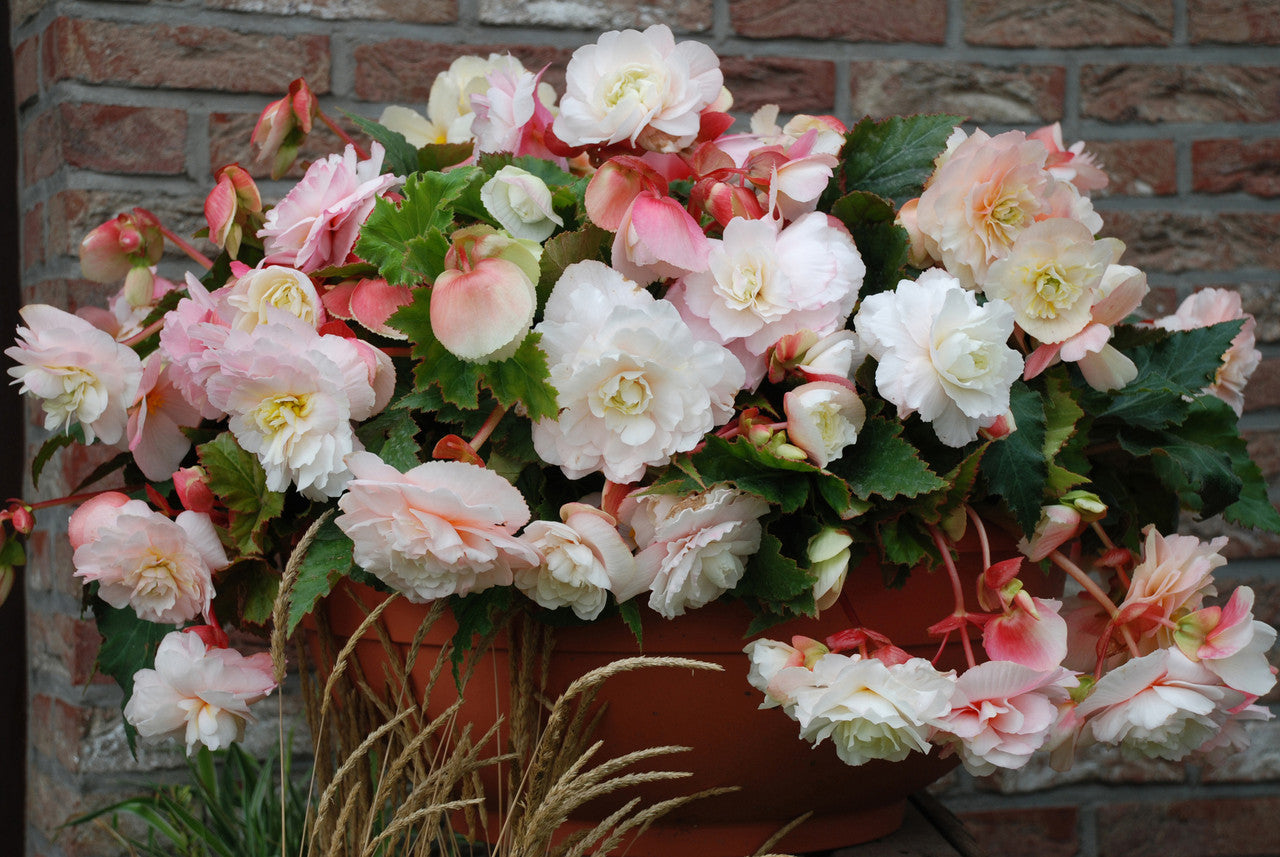 Angelique Hanging Begonia