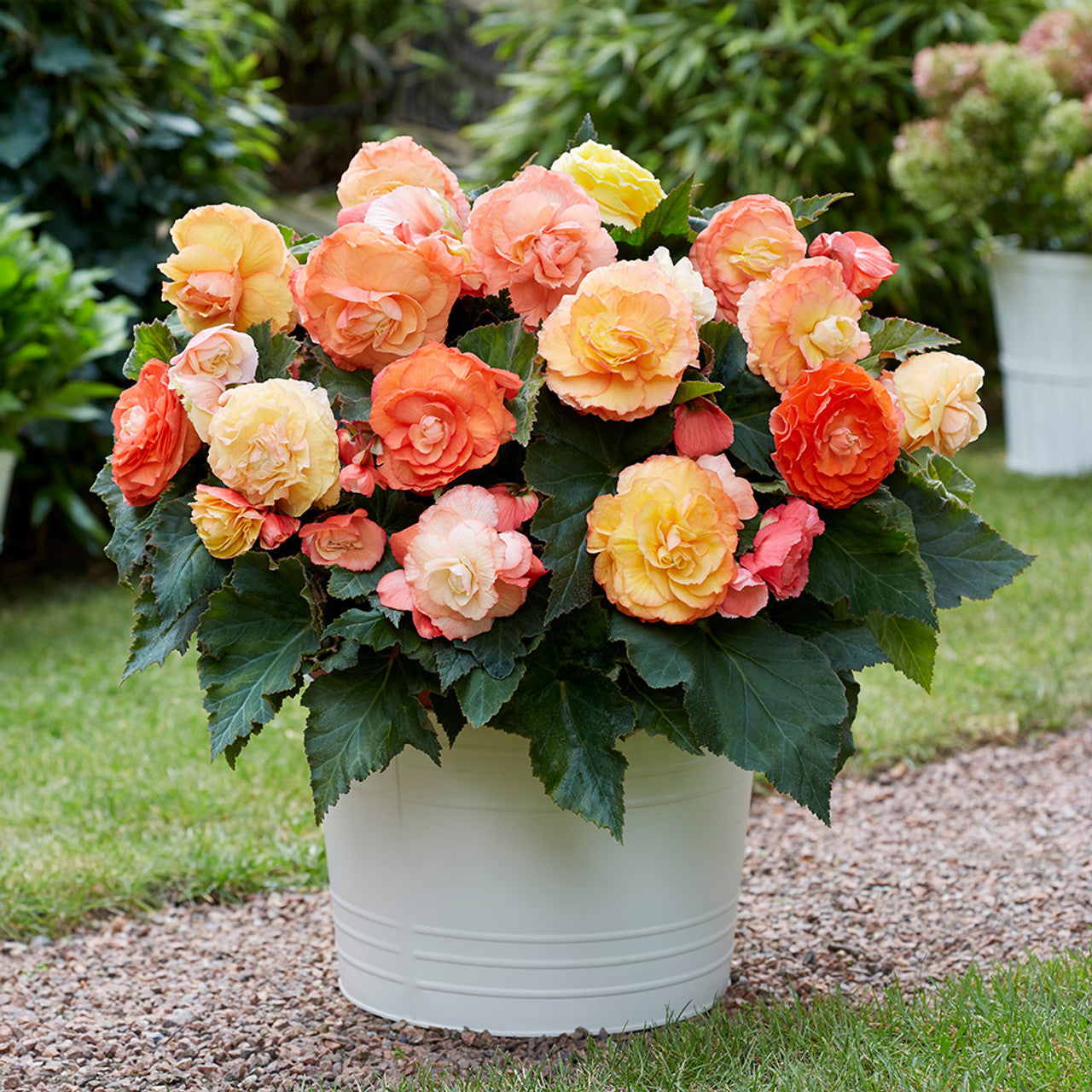 Begonia Superba Mixture Super Sak