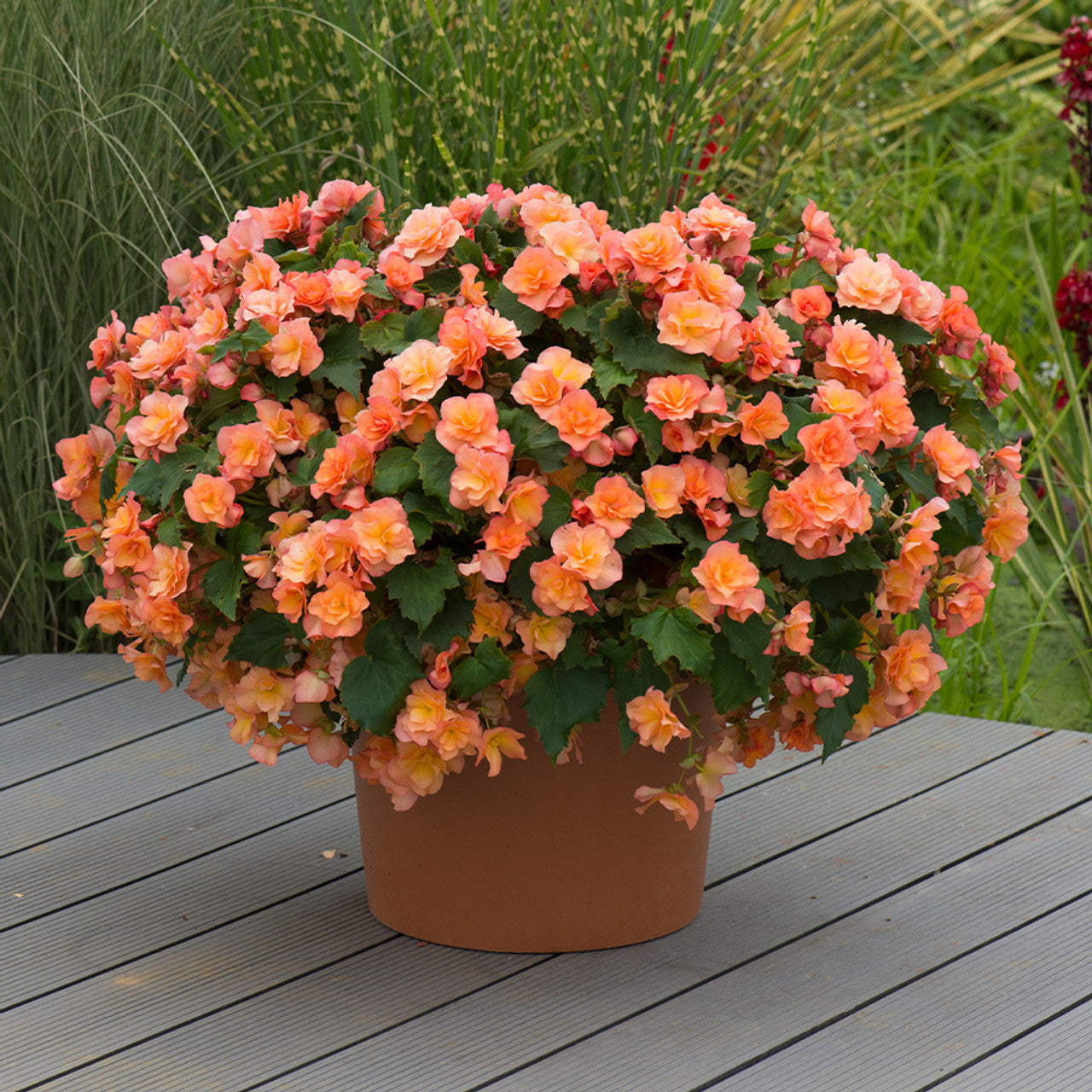 Apricot Joy Hanging Basket Begonia