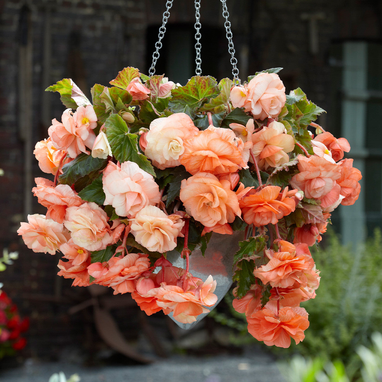 Apricot Joy Hanging Basket Begonia